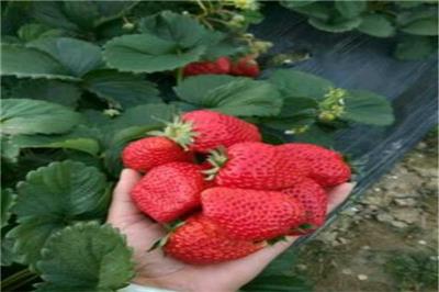 南昌红颜草莓苗种植