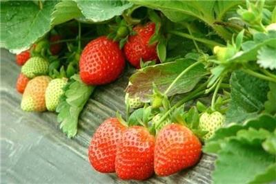 法兰地草莓苗批发什么价 沈阳法兰地草莓苗