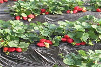 上海2020年草莓苗批发什么价