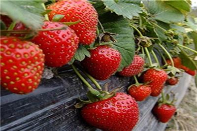 奶油草莓苗哪里有售 上海奶油草莓苗