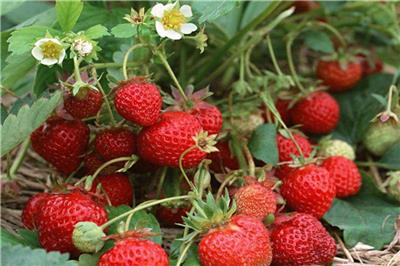 大棚草莓苗价格 天津大棚草莓苗