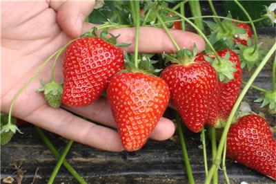 大棚草莓苗种植 上海大棚草莓苗