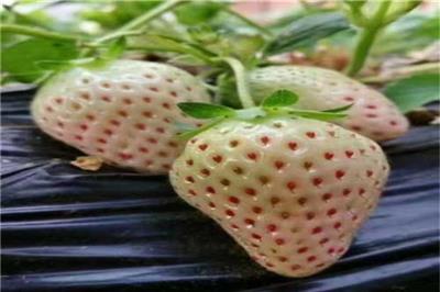 太空草莓苗哪家便宜 天津太空草莓苗