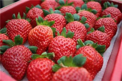 上海2020年草莓苗种植