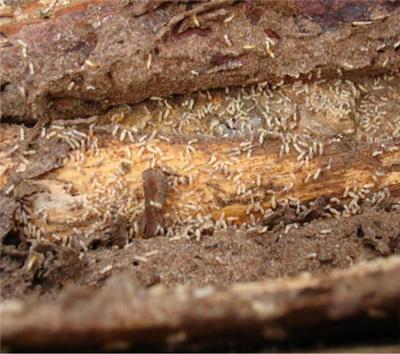 樟木头上门灭白蚂蚁公司电话 白蚁防治工程施工方案