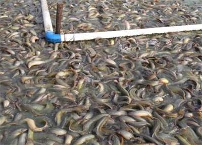 只有注意这些，湖北渔添下泥鳅才能更好养殖