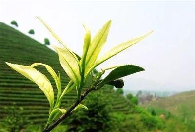 大自然出品绿茶云雾茶手工茶龙井茶小悟山茶业