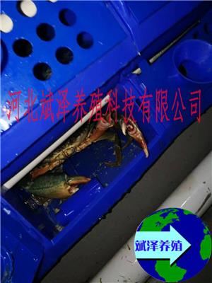 蟹公寓室内工厂化立体养殖螃蟹箱虾蟹养殖设备恒温养殖15188673093