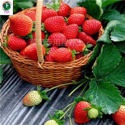供应草莓蔬菜瓜果用栽培基质营养土