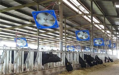 牛棚镀锌板风机 使用寿命 牛舍通风换气风机