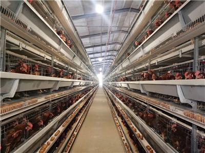 肉鸡笼养设备价格表 微型给料机 中洲牧业