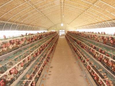 肉鸡养殖温室大棚