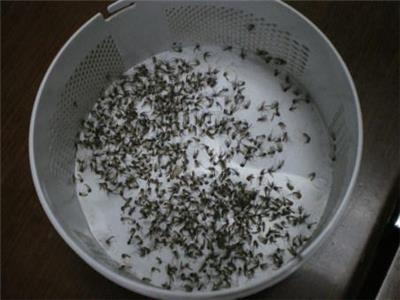 南山灭蚊杀虫公司 深圳市天喜有害生物防治有限公司