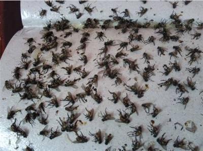 宝安除苍蝇杀虫公司 深圳市天喜有害生物防治有限公司