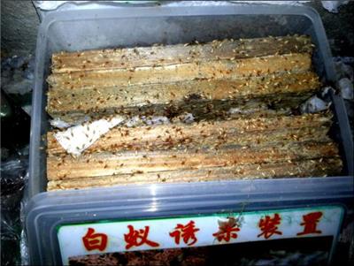 龙华杀白蚁消杀公司 深圳市天喜有害生物防治有限公司