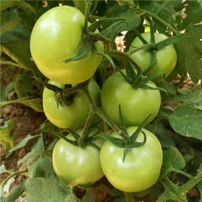 越冬大果番茄种子，硬粉大果番茄种子荷兰番茄品种