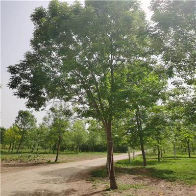 枣庄25公分白蜡树苗基地 山东昌恒园林绿化工程有限公司