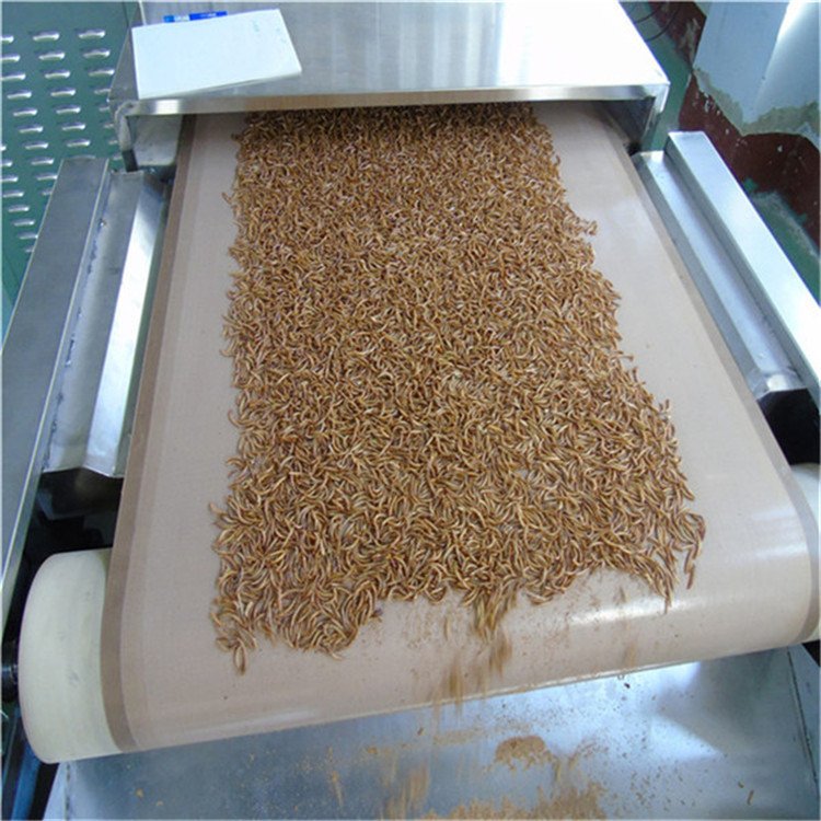 黑水虻干燥设备 福州智能黑水虻烘干机