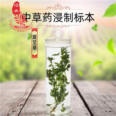 中药浸制标本夏至草药店展示用玻璃瓶装可长期保存多种zhongcaoyao