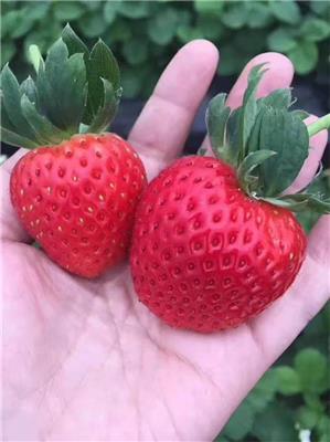滨州草莓苗批发采购 苗木纯种 存活率高