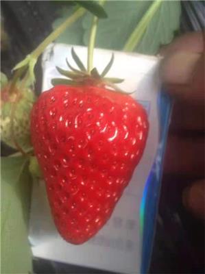 鸡西草莓种苗种植基地 量大从优
