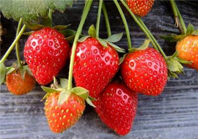 赣州圣诞红草莓苗种苗批发 冷藏运输 成活率高