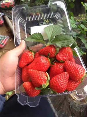 舟山红颜草莓苗种苗批发 现挖现卖