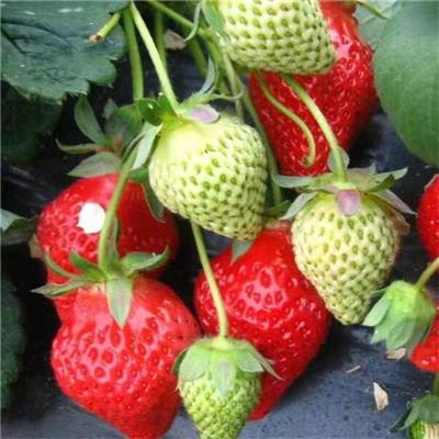 宜春草莓苗种苗批发 欢迎老客户订购