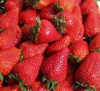 广州草莓种苗种植技术 根系发达 苗子粗壮