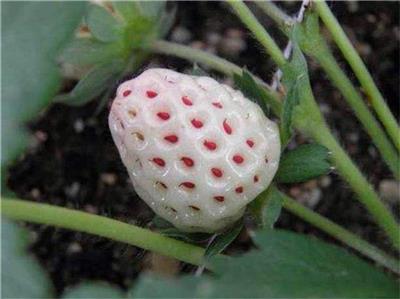 金华红颜草莓苗种植基地 根系发达 苗子粗壮