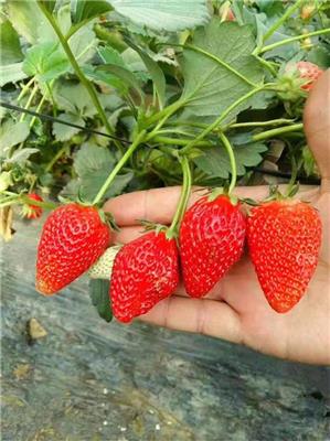 濮阳批发天仙醉草莓苗品种介绍 脱毒草莓苗