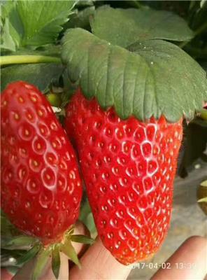 嘉兴草莓种苗种植基地 苗木纯种 存活率高