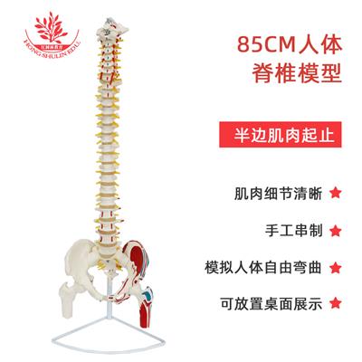 85cm人体脊柱模型脊椎医生演示附肌肉起始点可弯曲脊椎模型