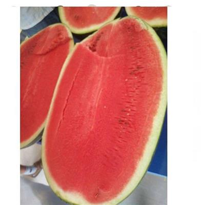甜蜜6号大西瓜种子高产中早熟露地栽培瓤色深红质脆味好
