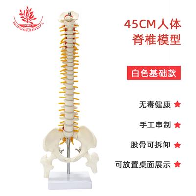 45cm纯白脊椎模型带脊柱神经盆骨股骨可拆卸