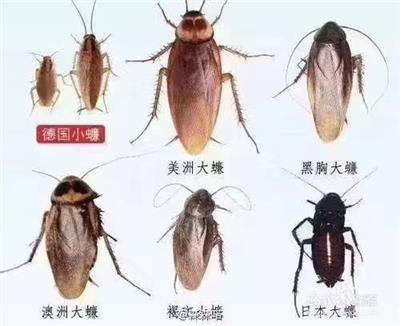 灭四害老鼠蟑螂华清有害生物防治延吉公司