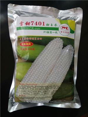 水果甜玉米种子雪甜7401