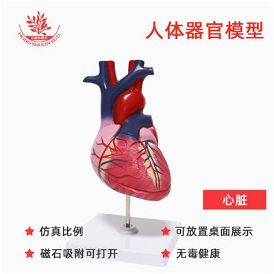 仿zhen ren ti xin zang 解剖模型可拆卸1:1自然大医学教学模型xin zang模型