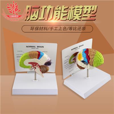 人体大脑功能模型专业教学人脑彩色分区