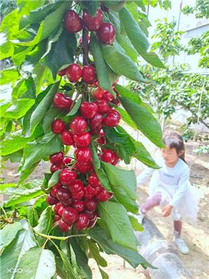 晚熟品种组培吉塞拉12号樱桃砧木,汉中组培脱毒吉塞拉根系量大从优