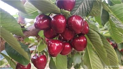 哪里有黄果樱桃树苗 鲁樱5号樱桃品种介绍 丰产性强的樱桃品种