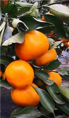 湖南千思农林科技柑橘新品种基地 明日见果树嫁接苗木
