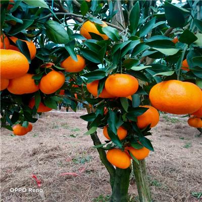 四川甘平柑橘树苗种植发展基地_一年生甘平树苗高60公分有分支