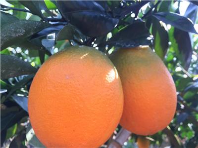 橙子新品种_青秋脐橙树苗_早熟脐橙新品种基地