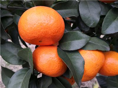 柑橘新品种基地_湖南爱莎柑橘苗_爱莎无核中果型杂柑品种