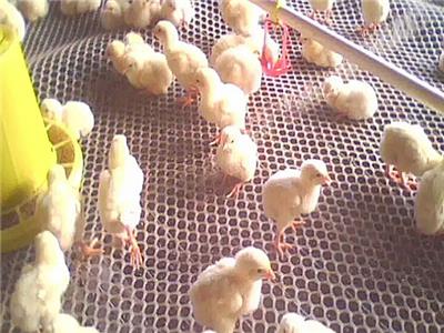 旭明 养殖用的塑料网 养鸡网生产厂家 货源充足