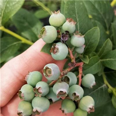 法新蓝莓苗种植技术