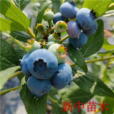 莱克西蓝莓苗栽培技术