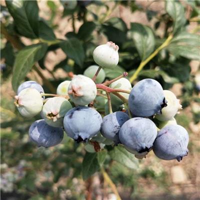 薄雾蓝莓苗产量高收益多