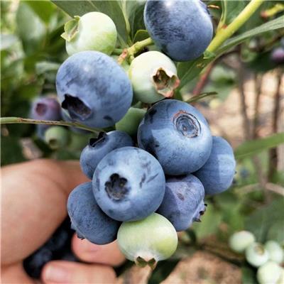 优系列蓝莓苗品种介绍